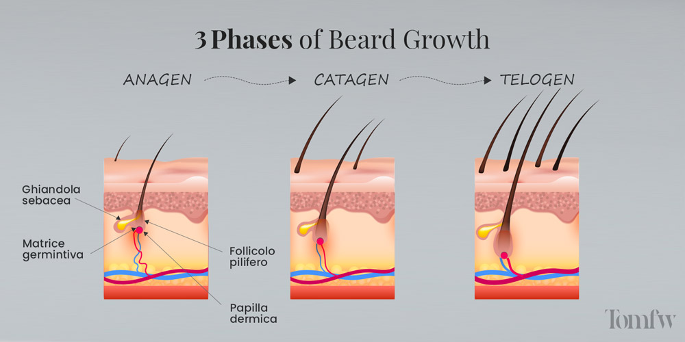 Beard Growth Stages What To Expect Week By Week Guide 2024 6583